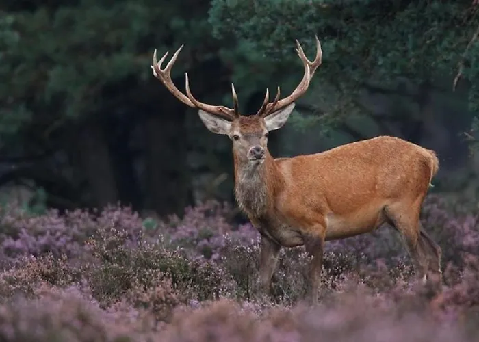 Big 6 Persons Ośrodek wypoczynkowy *