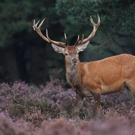 Big 6 Persons 리조트 *